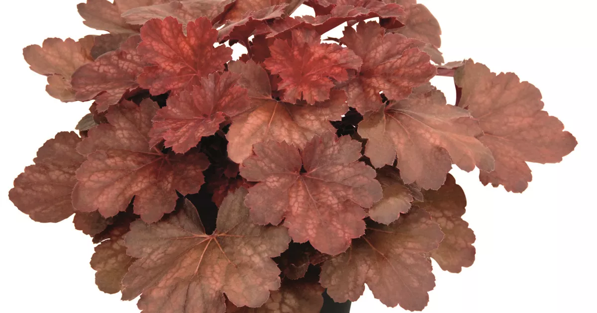 Heuchera Cherry Cola