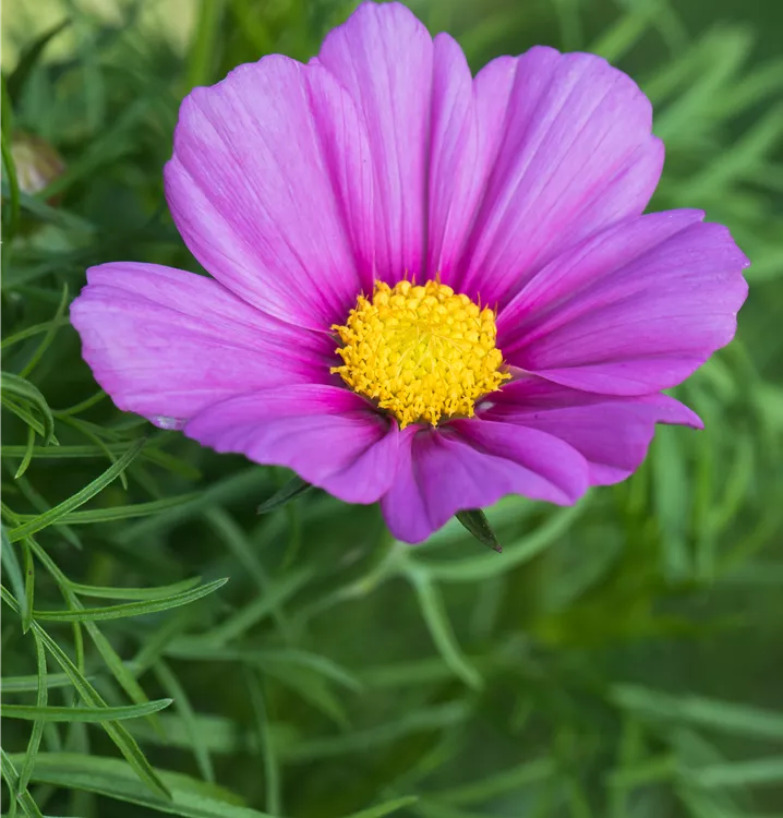 Cesta de Baño Armonía Rosa