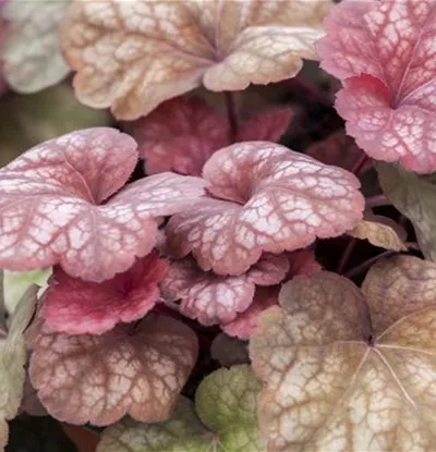 Heuchera