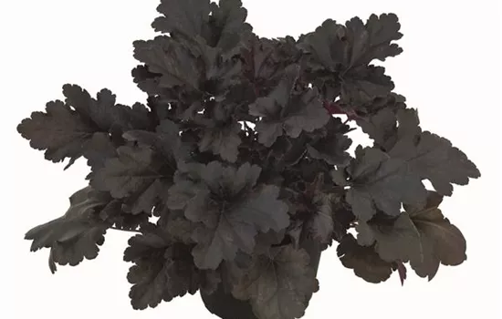 Heuchera "Black Pearl" Heuchera "Black Pearl"