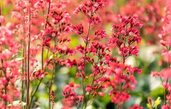 Heuchera 'Paris' Heuchera 'Paris'