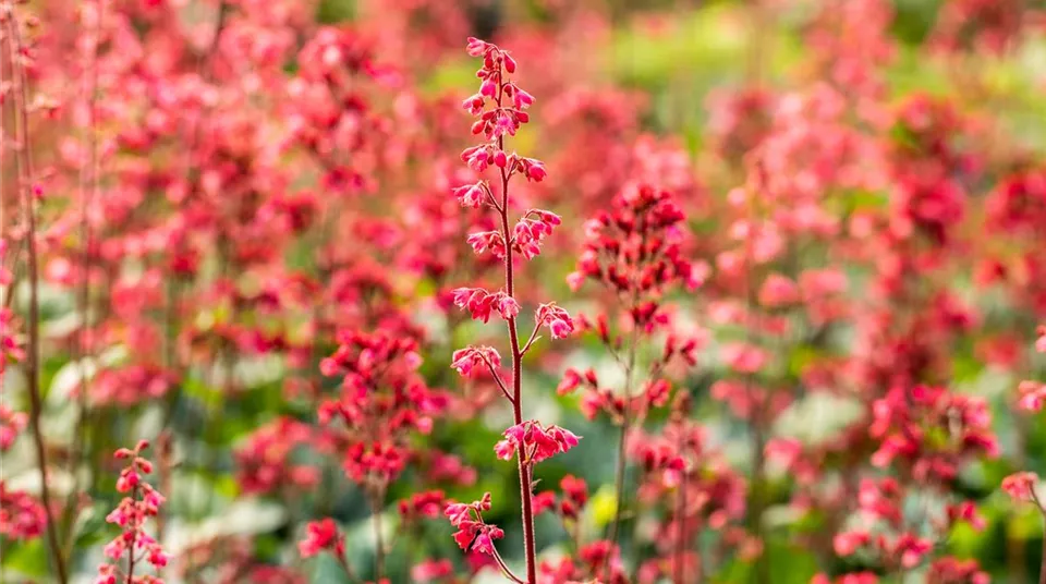 Heuchera 'Paris'