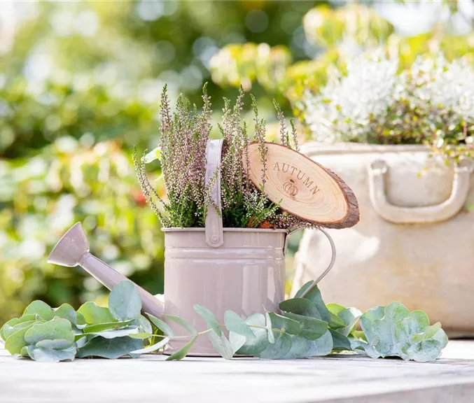 Herbstdeko - Bepflanzte Gießkanne mit Heide und Eucalyptus