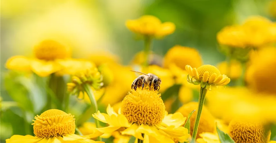 Biene auf Blüte