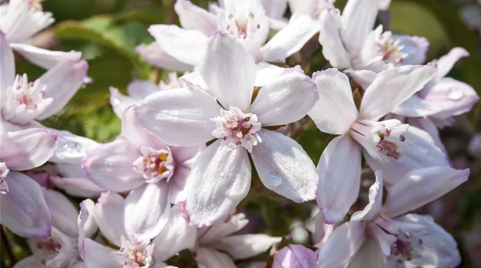 Deutzia x hybrida