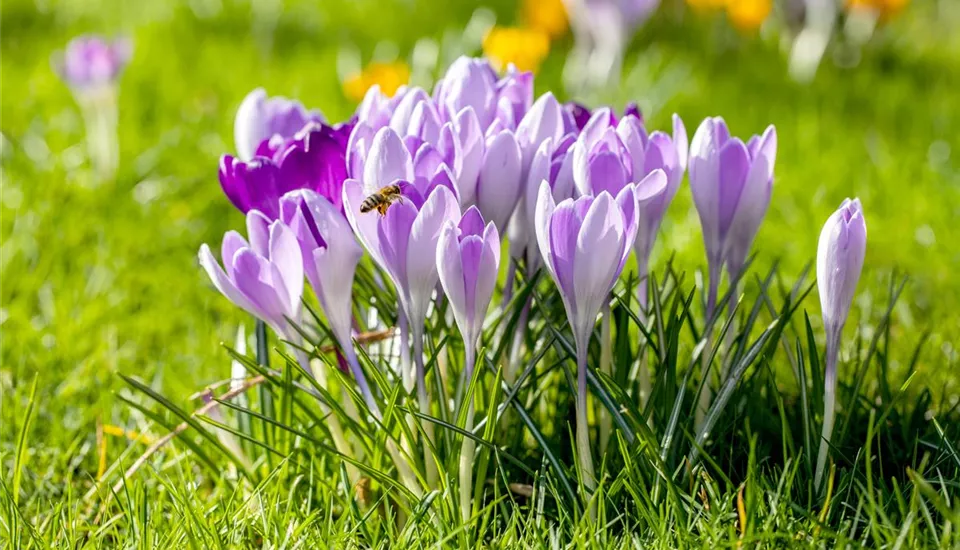 Crocus vernus