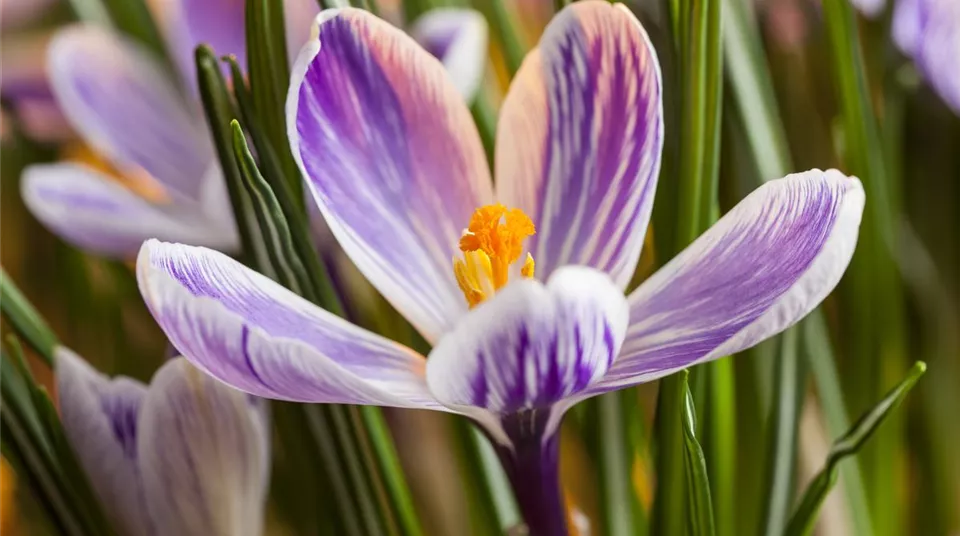 Crocus chrysanthus