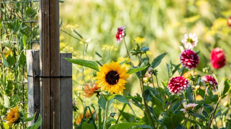 Sonnenblume und Dahlie