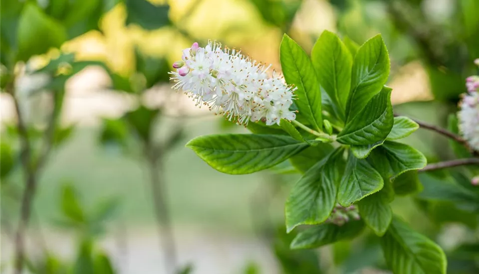 Clethra alnifolia