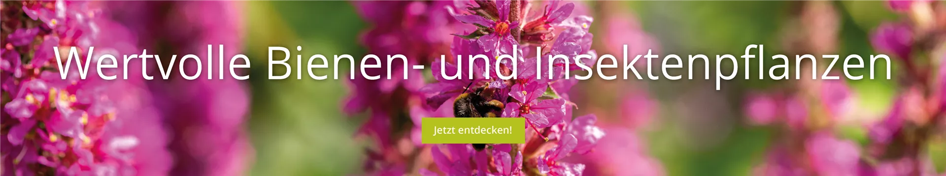 Wertvolle-Bienen-und-Insektenpflanzen.png