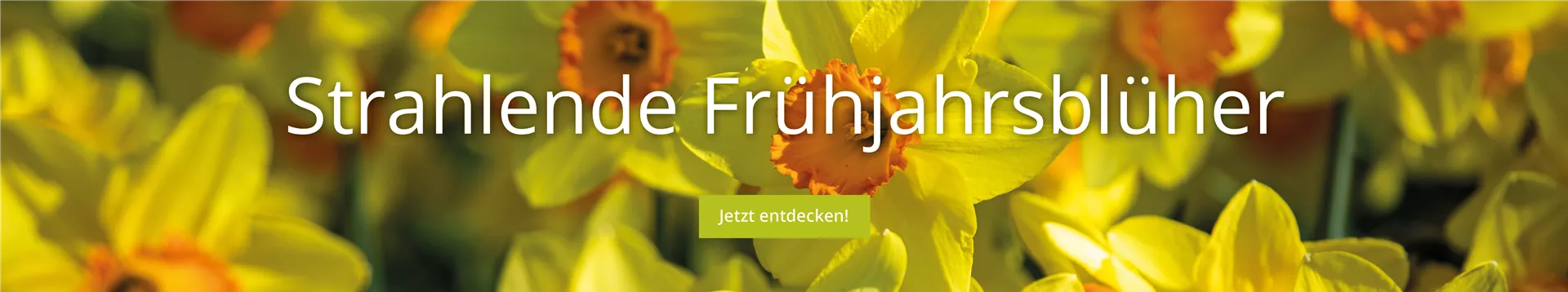 Strahlende-Frühjahrsblüher.png