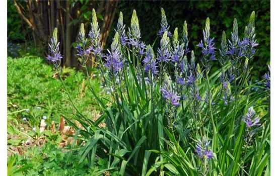 Prärielilie, blau Prärielilie, blau