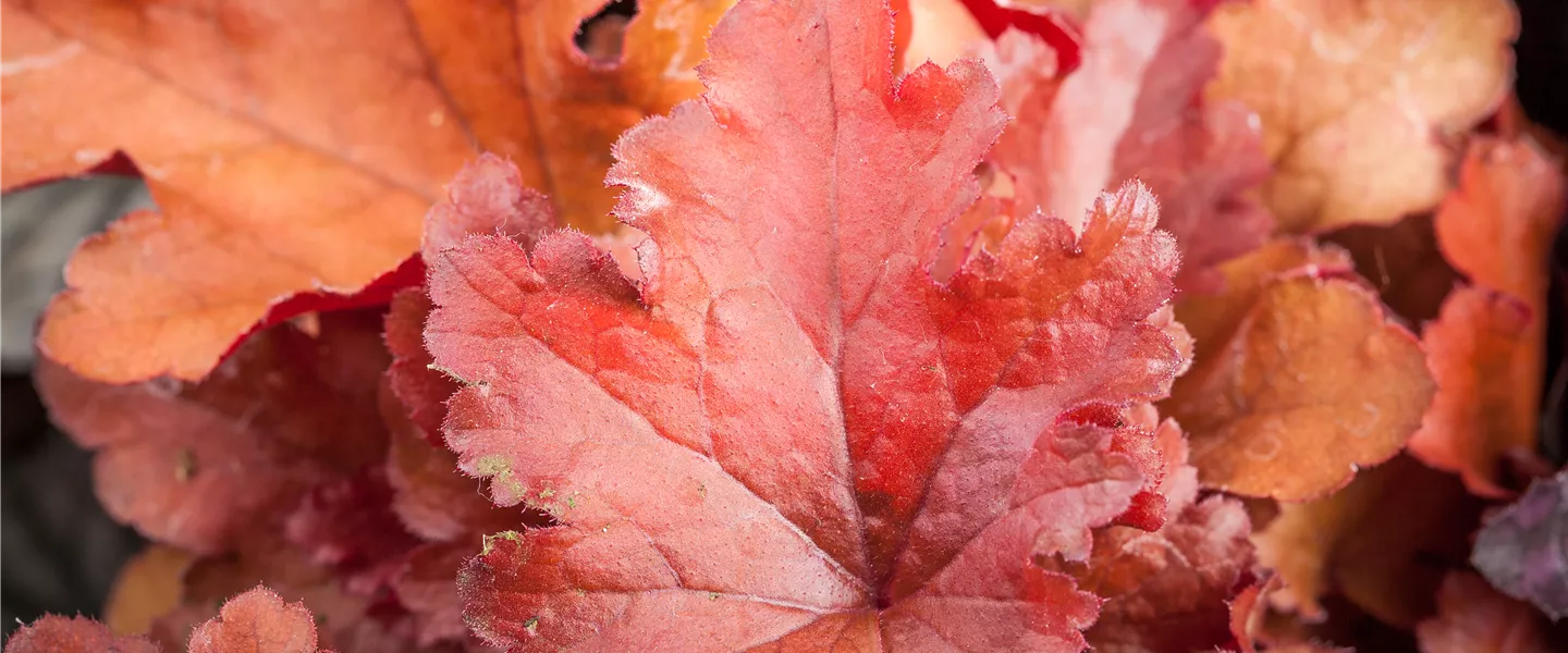 Heuchera, rot