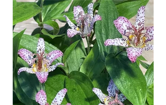 Japanische Krötenlilie  Japanische Krötenlilie