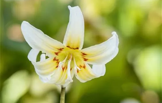 Forellenlilie revolutum 'White Beauty' Forellenlilie revolutum 'White Beauty'